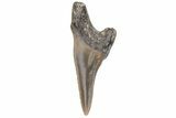 Fossil Ginsu Shark (Cretoxyrhina) Tooth - Kansas #219164-1